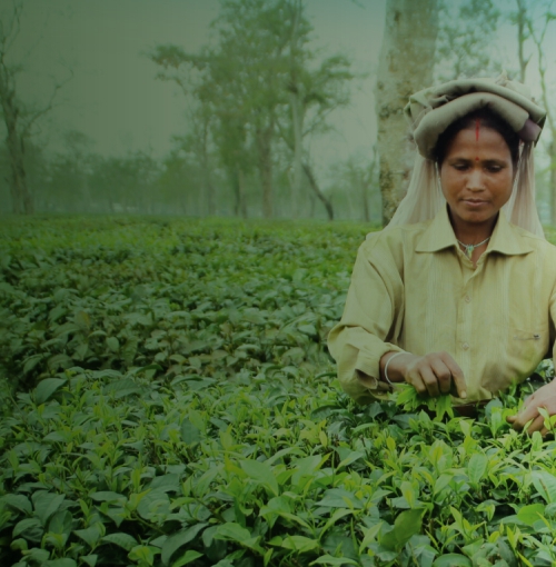 TATA CONSUMER PRODUCTS
Article
A Sustainable Brew

Committed to 100% sustainably sourced tea by 2020, including from small tea growers
