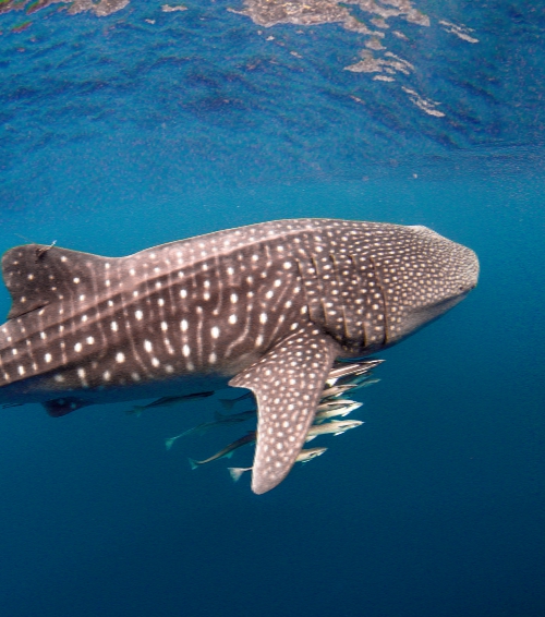 Tata Chemicals launched first-ever centre of excellence for conservation of marine biodiversity and coastal ecosystem in India in 2018