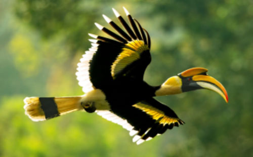 The Great Indian Hornbill habitat at the Tata Coffee Plantation was featured in the 'Our Planet' TV series in an episode broadcasted in 2019