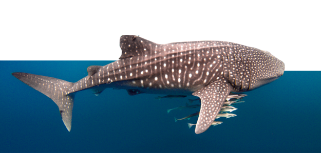 TATA CHEMICALS Save the Whale Shark Infusing an attitudinal shift among the coastal fishing community