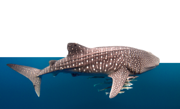 TATA CHEMICALS Save the Whale Shark Infusing an attitudinal shift among the coastal fishing community