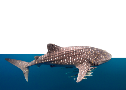 TATA CHEMICALS Save the Whale Shark Infusing an attitudinal shift among the coastal fishing community