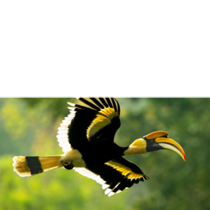 TATA COFFEE - Great Indian Hornbill Protecting the habitat, ensuring its safety and population growth