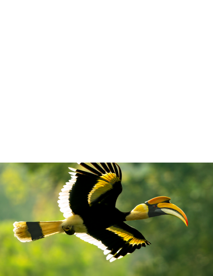 TATA COFFEE - Great Indian Hornbill Protecting the habitat, ensuring its safety and population growth