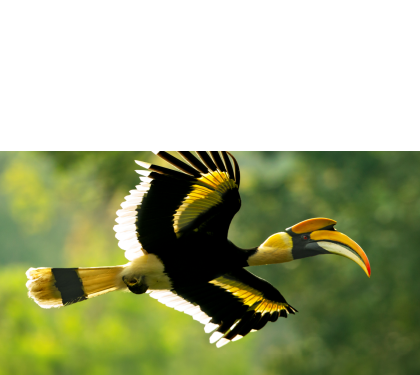 TATA COFFEE - Great Indian Hornbill Protecting the habitat, ensuring its safety and population growth