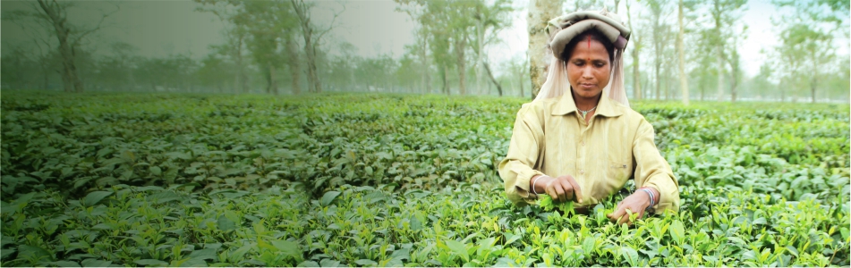 TATA CONSUMER PRODUCTS
Article
A Sustainable Brew

Committed to 100% sustainably sourced tea by 2020, including from small tea growers
