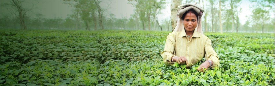 TATA CONSUMER PRODUCTS
Article
A Sustainable Brew

Committed to 100% sustainably sourced tea by 2020, including from small tea growers
